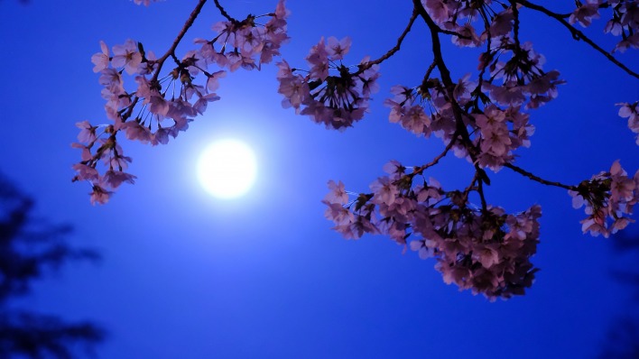 луна ветка цветение