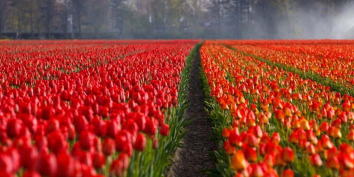 поле цветы тюльпаны