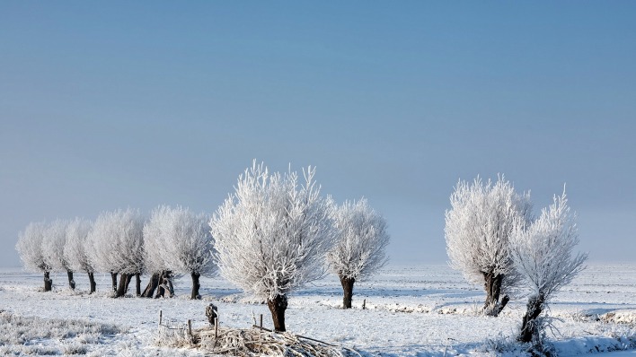 деревья иней снег зима мороз