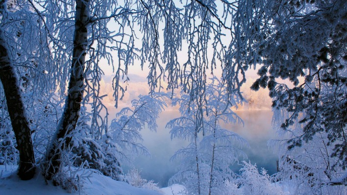 снег зима деревья иней snow winter trees frost