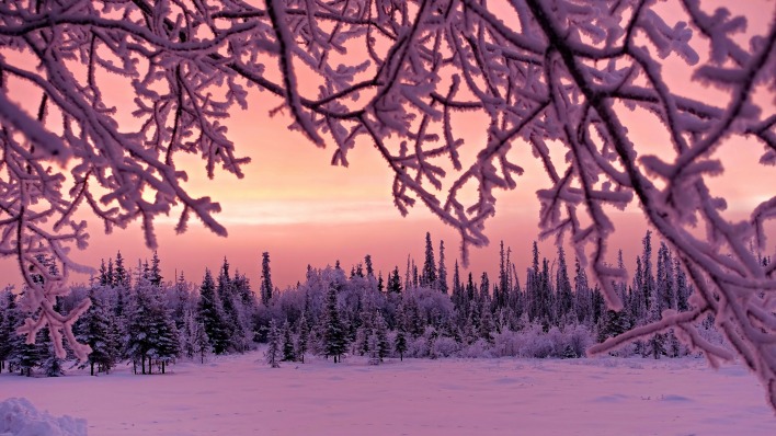 природа деревья зима снег