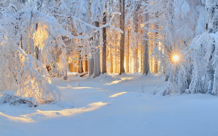 природа зима снег деревья лес солнце