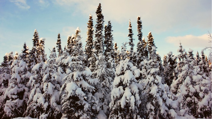 лес снег деревья зима