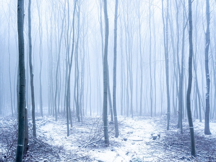 лес зима снег туман