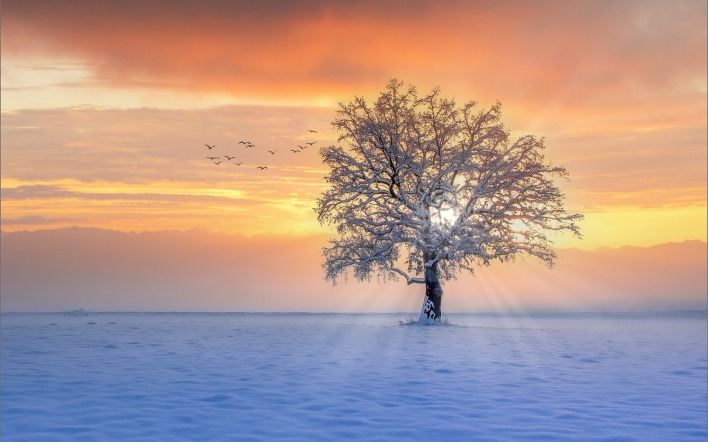 зима поле дерево снег лучи