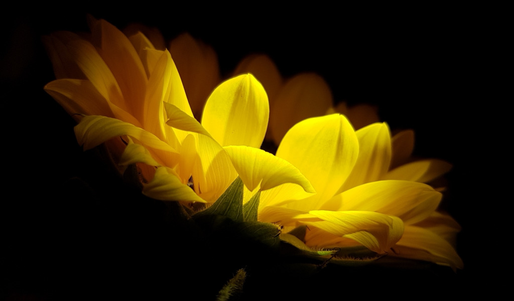 желтый цветок лепестки черный фон
