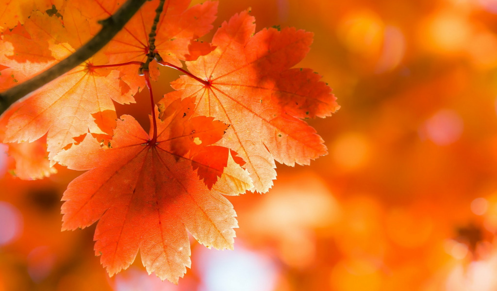 листья осень размытость