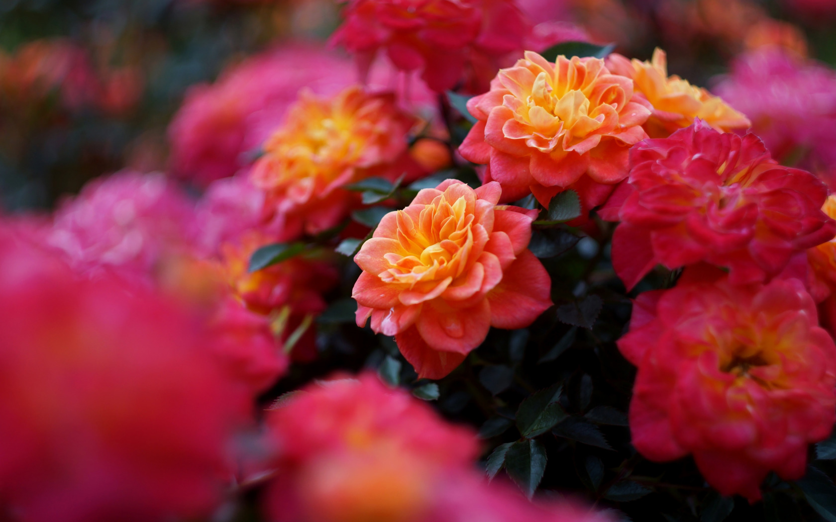 Скачать картинку 1680x1050 цветы, куст, бутоны