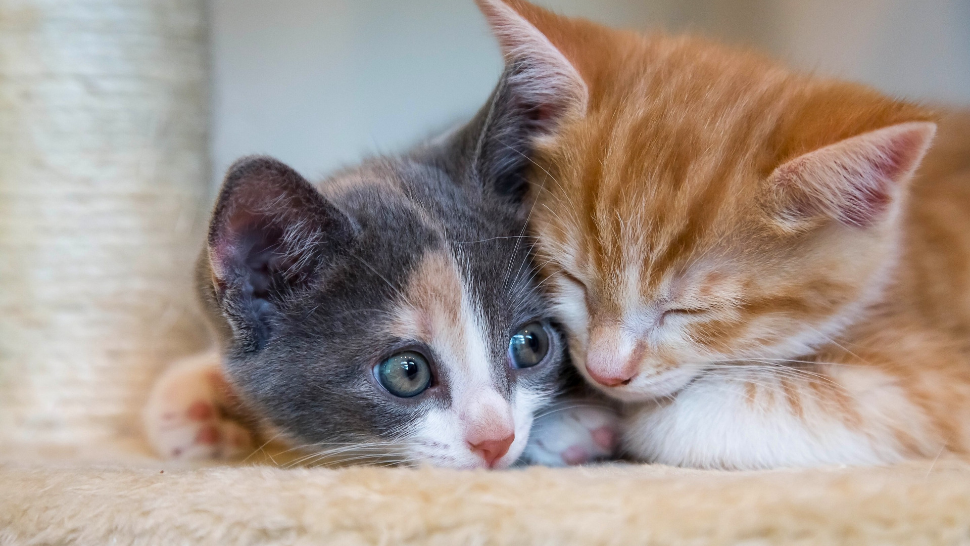 котята kittens
