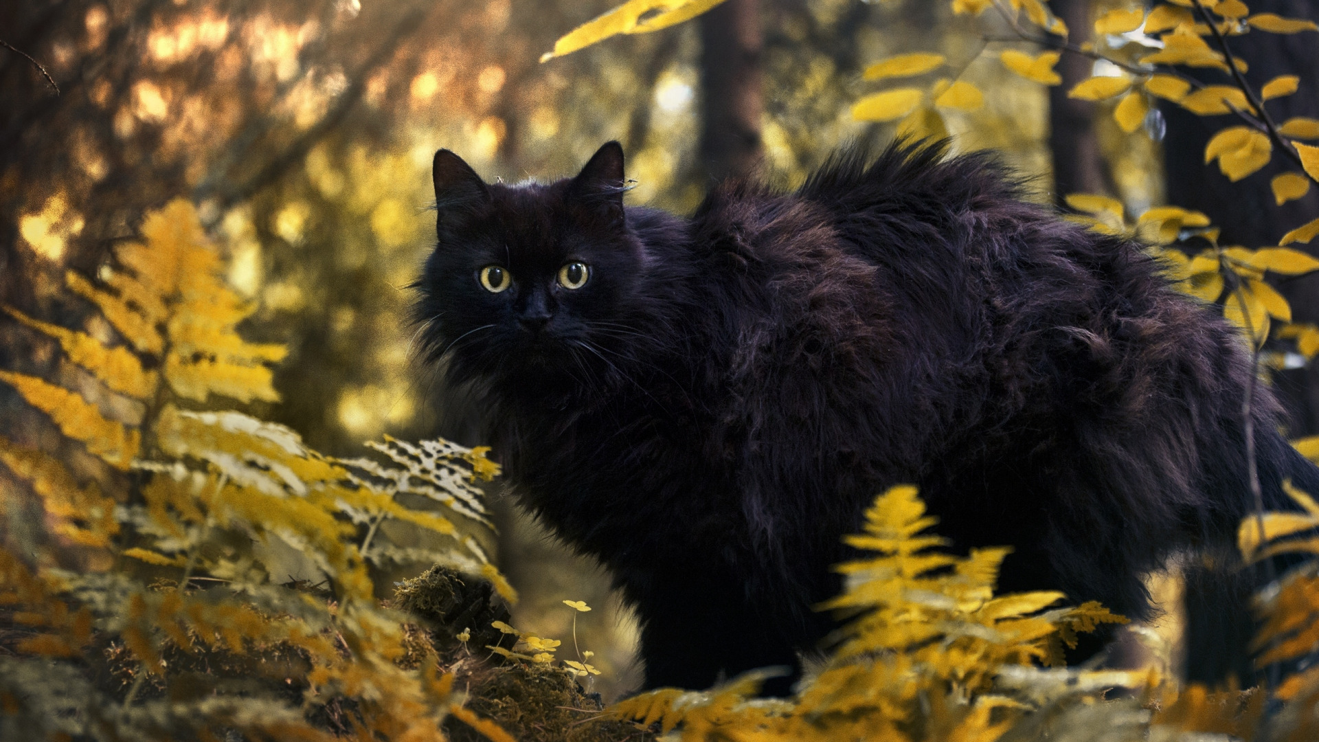 черный кот лес осень