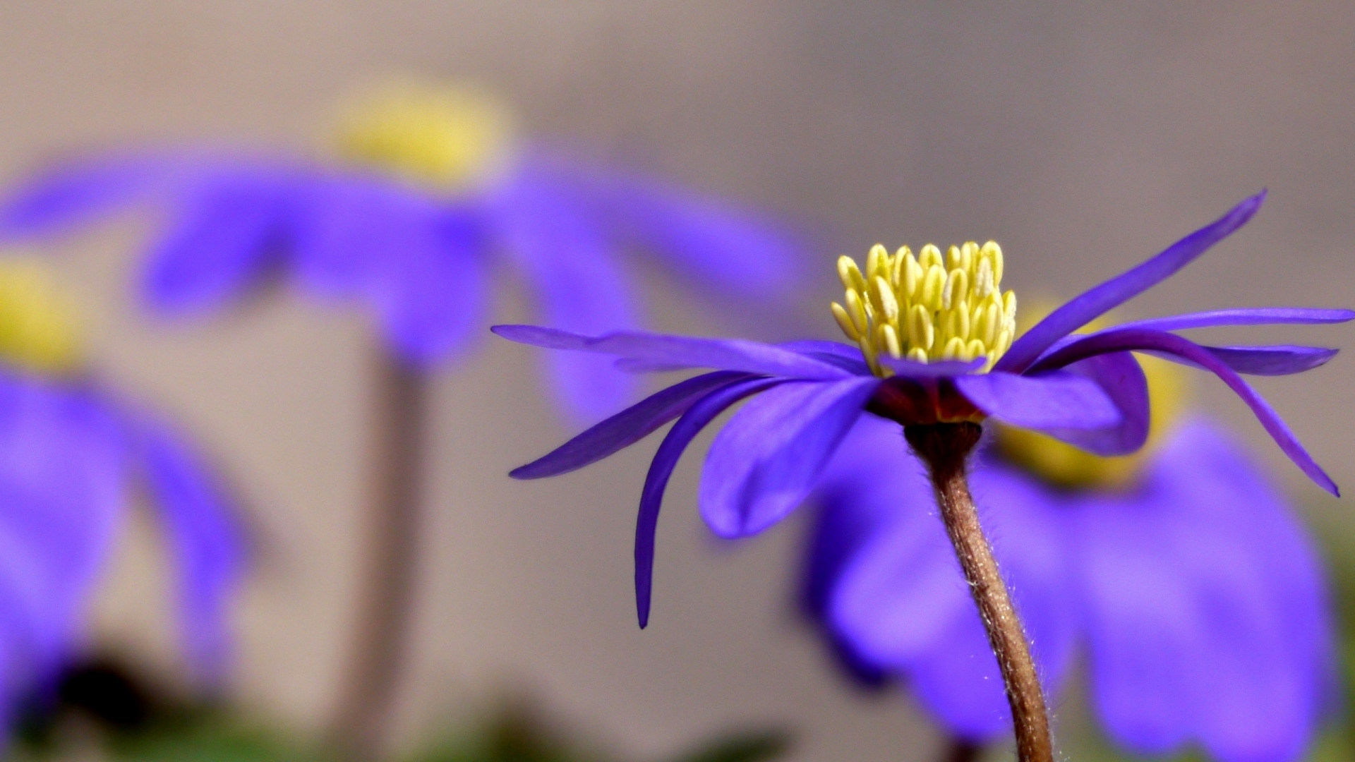 цветок фиолетовый лепестки