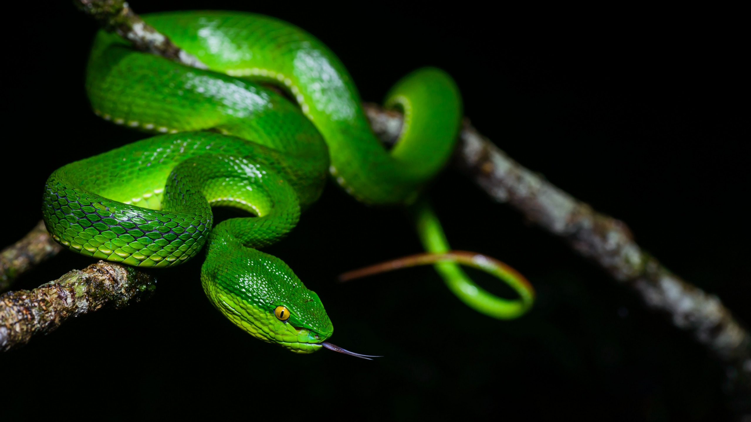 C snakes. Куфия змея Белогубая. Голубая куфия змея. Зеленая куфия. Зеленая куфия змея.