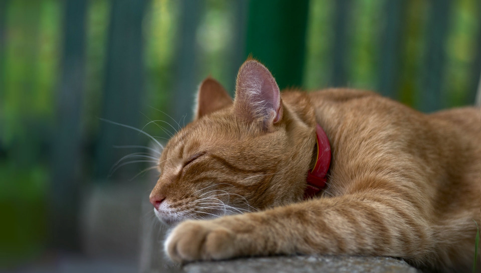 кот рыжий спит сон