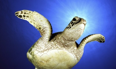 Морскачерепаха