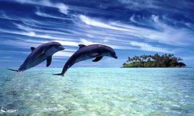 Дельфины над водой