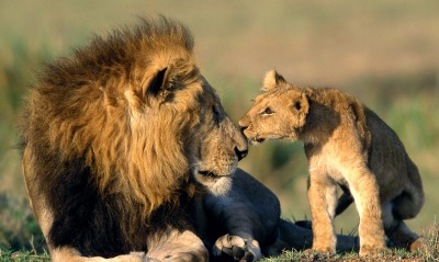 Лев со львенком