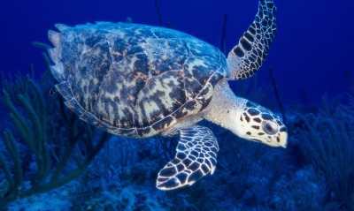 Черепаха морска