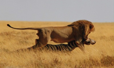 Лев на охоте