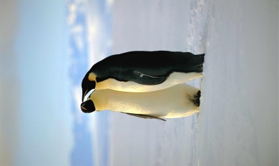 пингвиньи нежности