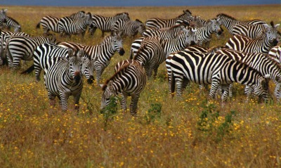 Зебры в поле