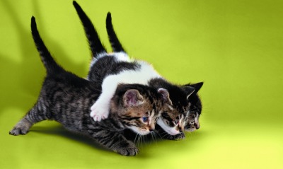 Три котенка обнявшись