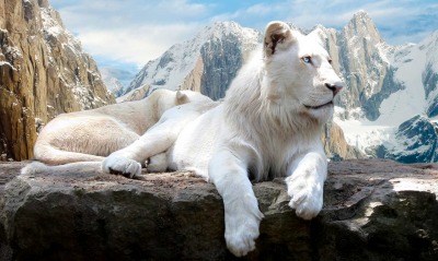 Белый лев