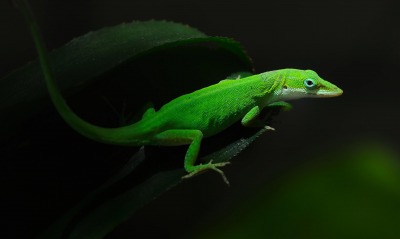 Ярко-зеленая ящерица