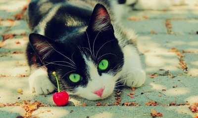 Зеленоглазый кот