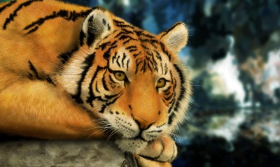 Тигр в раздумьях