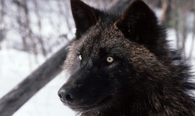 Черный волк на охоте