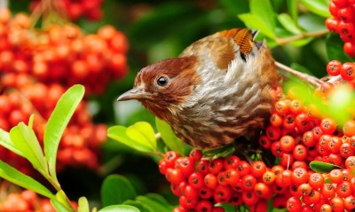 Птичка на ягодах рябины