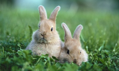 Два кролика в траве