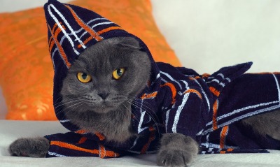 Пепельный котенок в пижамке