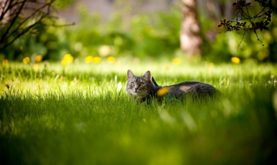 Кот в траве взгляд вверх