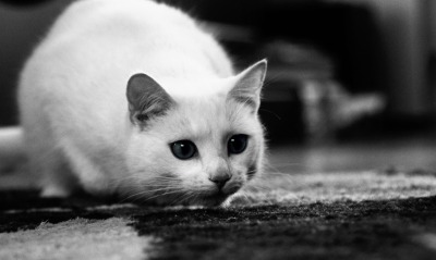 Белый кот перед нападением
