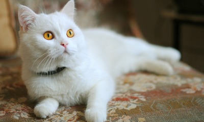 Белый кот с рыжими глазами
