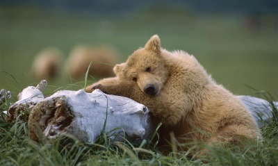 Спящий на бревне медвежонок