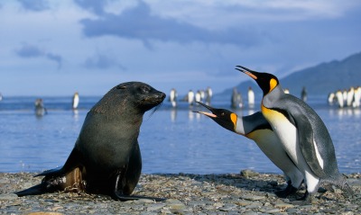 Пингвиний спор с тюленем
