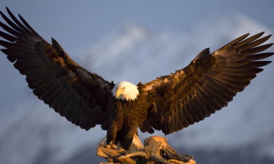 Орел с распахнутыми крыльями