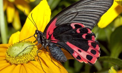 Черно-розовая бабочка