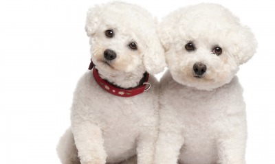 Два белых щенка