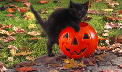Черный котенок с тыквой