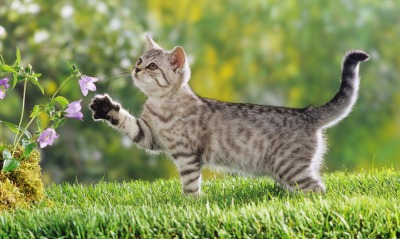 Котенок игра с цветками