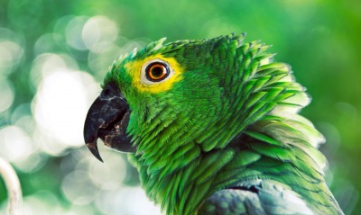 Зеленый попугай перья