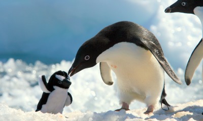 Ласка пингвинов