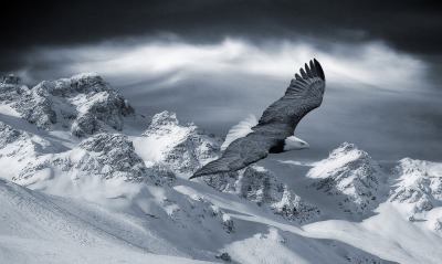 Орел над горными хребтами
