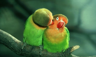 Поцелуй попугаев