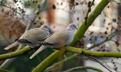 Два голубя на дереве