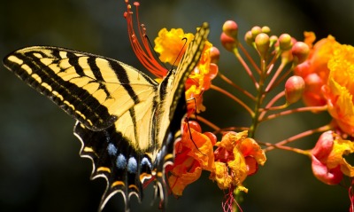 Черно-желтая бабочка на цветке