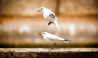 Две белые птички